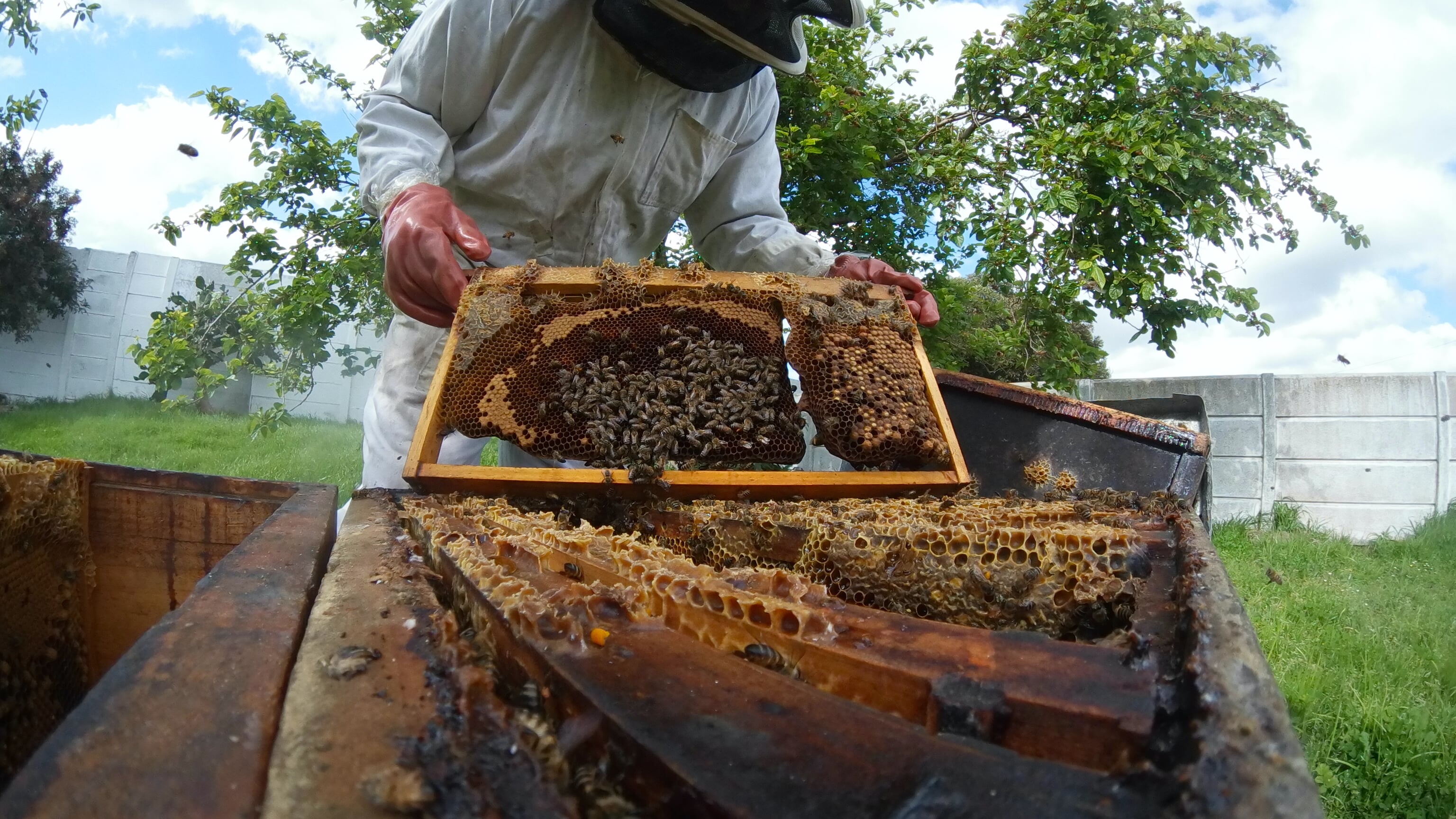 Spring Hive Inspection